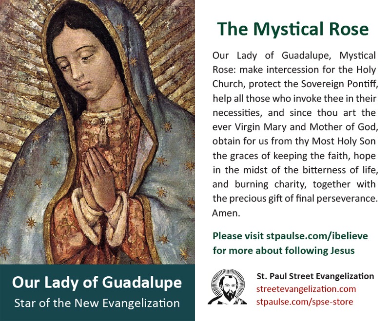 Holy Cards - Mystical Rose (100 Pack) - Image 2